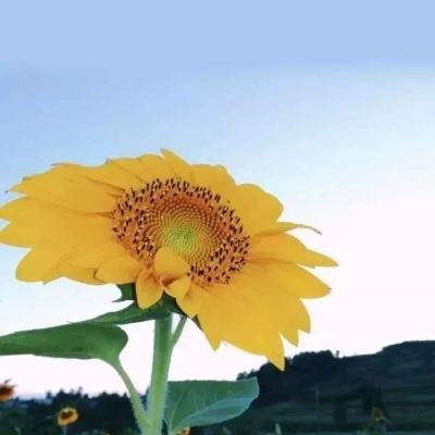 公司合伙人回应张雪峰心脏骤停抢救传闻：无可奉告